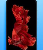 Живые обои — видеообои