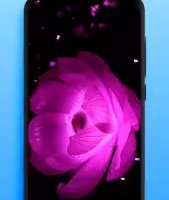 Живые обои — видеообои